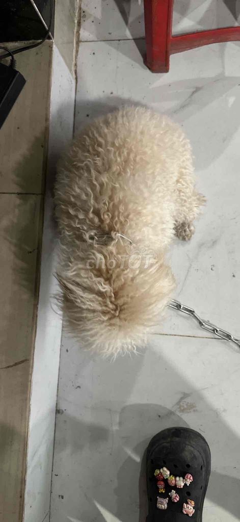 poodle 8 tháng 2kg5. tiêm ngừa đầy đủ. Mua bán Chó tại Huyện Long Thành Đồng Nai được đăng bởi nguyễn thu thanh hình 2