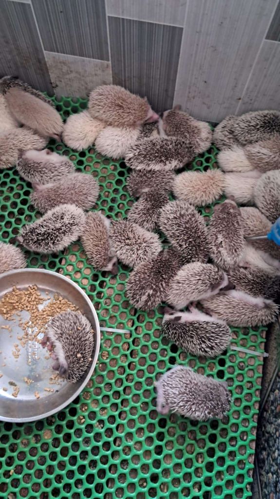 sĩ lẻ bao la . Mua bán Thú cưng khác tại Quận Bình Tân Tp Hồ Chí Minh được đăng bởi Lê cảnh  hình 1