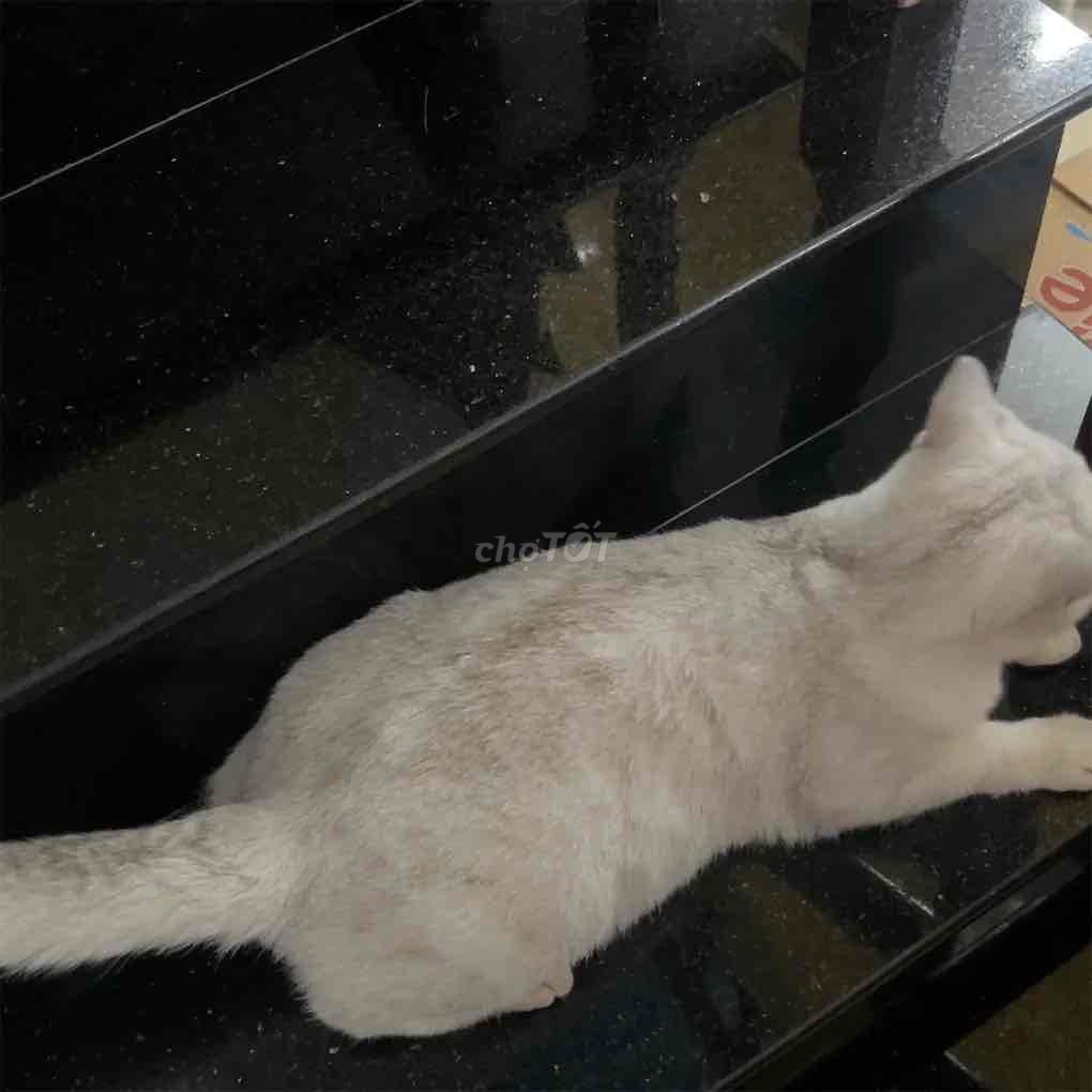 Mèo Silver 7 tháng Trắng 3 mũi. Mua bán Mèo tại Quận 7 Tp Hồ Chí Minh được đăng bởi Kim Ngọc hình 1