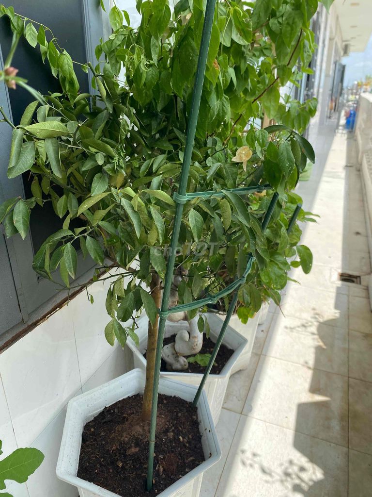 Cây cảnh Chanh tứ quý khỏe mạnh. Mua bán Cây cảnh, đồ trang trí tại Quận Bình Tân Tp Hồ Chí Minh được đăng bởi tuệ lâm hình 1