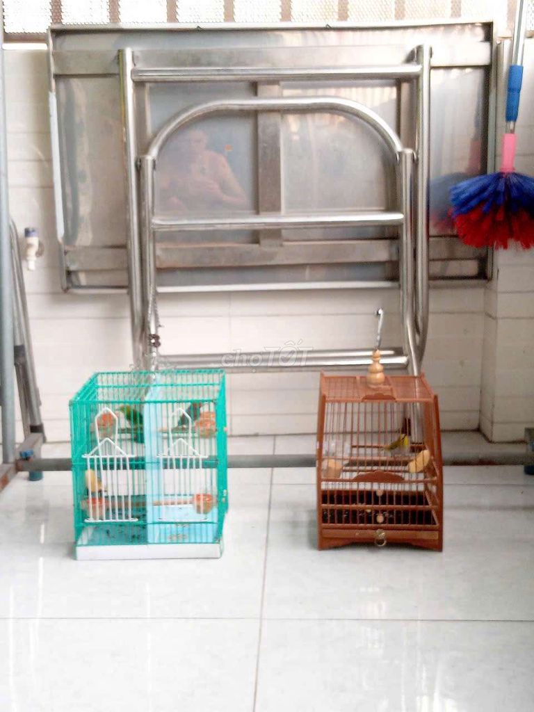 Chim cảnh màu Xanh Vàng. Mua bán Chim tại Huyện Hóc Môn Tp Hồ Chí Minh được đăng bởi Chậu Lan Việt hình 1