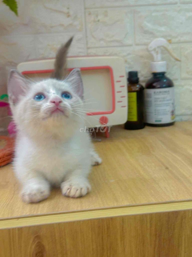 Dịch vụ khách sạn thú cưng Gò Vấp. Dịch vụ tại Quận Gò Vấp Tp Hồ Chí Minh được đăng bởi hanh bupbe bupbe hình 1