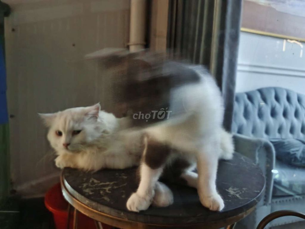 Mèo đực Trắng, Bi 4-5kg. Mua bán Mèo tại Huyện Gia Lâm Hà Nội được đăng bởi Tên chưa cung cấp hình 1