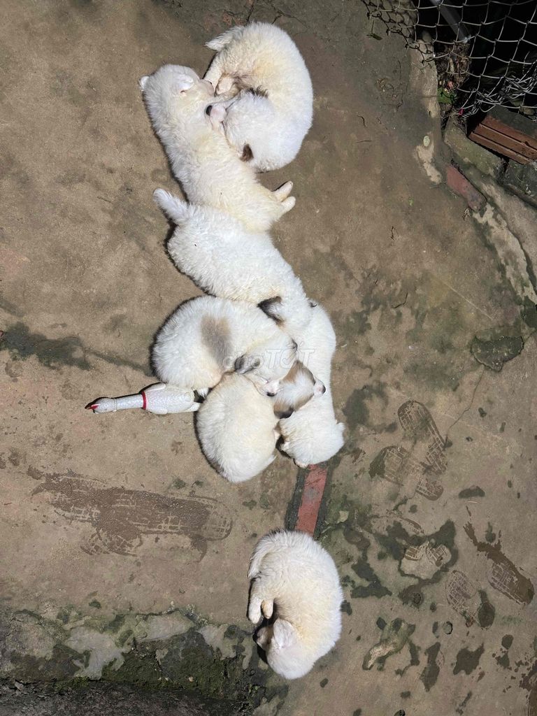 Chó con màu Trắng. Mua bán Chó tại Huyện Thạch Thất Hà Nội được đăng bởi Hoàng hình 1