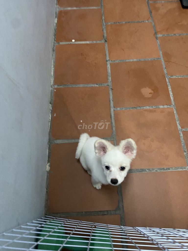 Chó Phốc Sóc tên Kitty. Mua bán Chó tại Quận Long Biên Hà Nội được đăng bởi Thuy Trang hình 1