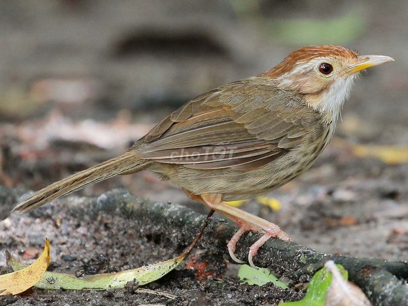 Chuối tiêu ngực đốm thả Aviary