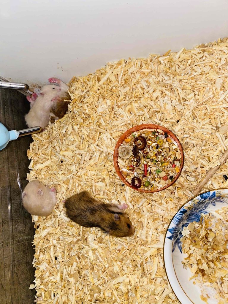 Chuột Hamster siêu dễ thương. Mua bán Thú cưng khác tại Quận 8 Tp Hồ Chí Minh được đăng bởi Duyên  hình 1