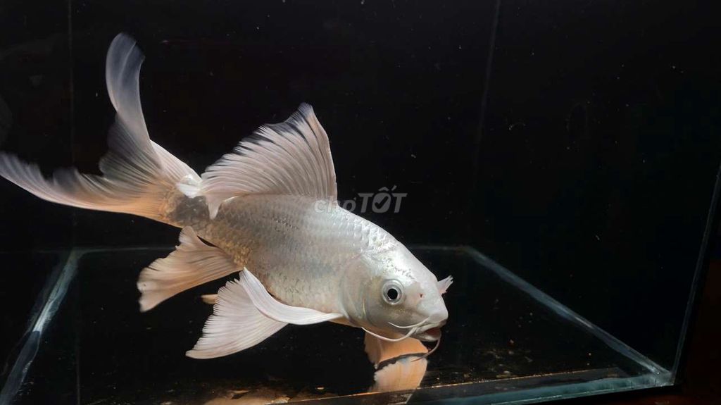 phi tần trắng 18-20cm. Mua bán Thú cưng khác tại Quận 12 Tp Hồ Chí Minh được đăng bởi Bảo hình 1