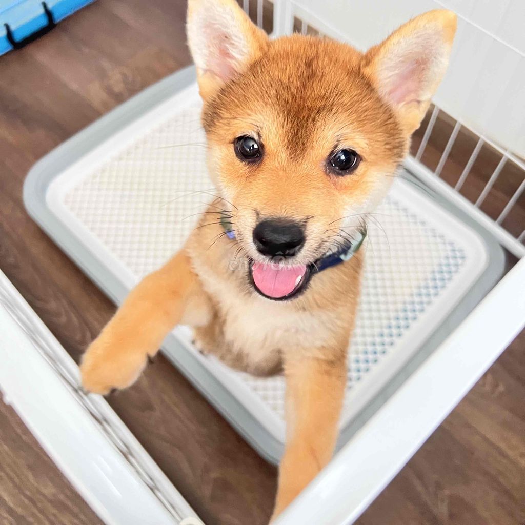 CHÓ SHIBA 2 THÁNG CẦN TÌM CHỦ MỚI. Mua bán Chó tại Thành phố Vũng Tàu Bà Rịa - Vũng Tàu được đăng bởi Ly Lê hình 1