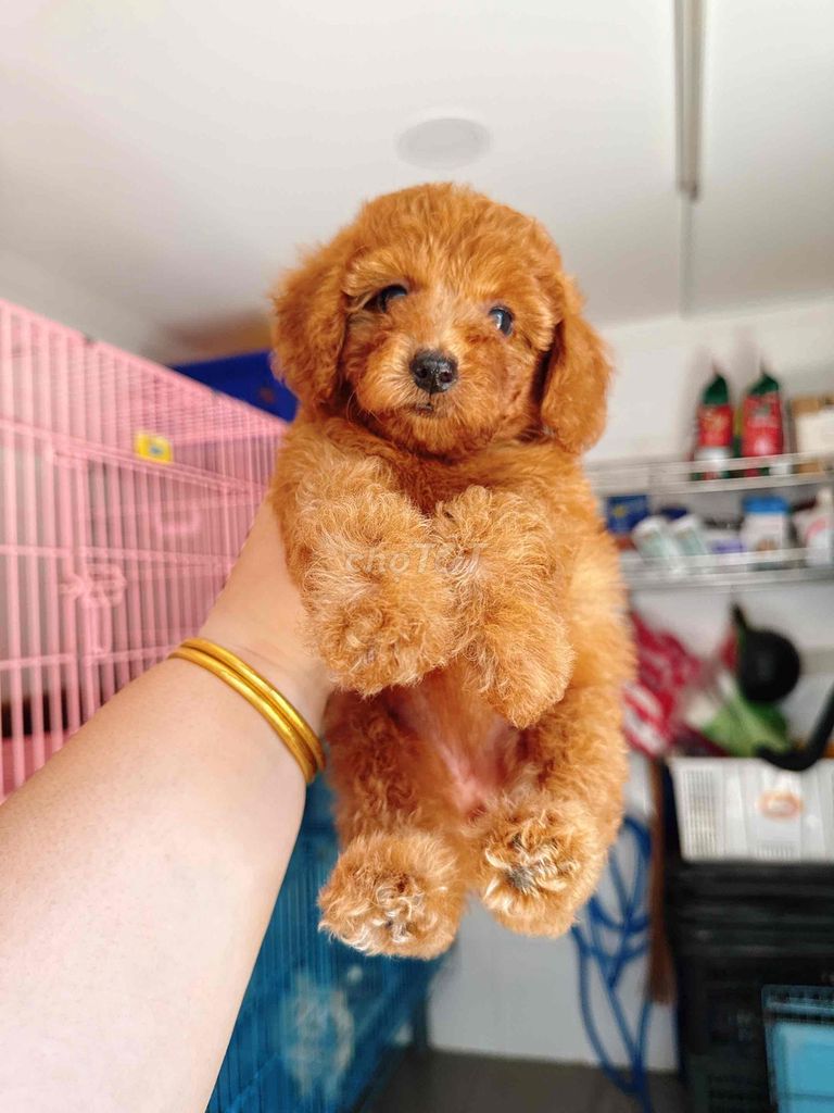 Chó Poodle Tiny Đực/Cái Nâu đỏ đã tiêm 5 in 1. Mua bán Chó tại Thành phố Thủ Đức Tp Hồ Chí Minh được đăng bởi Nhi Nhi hình 1