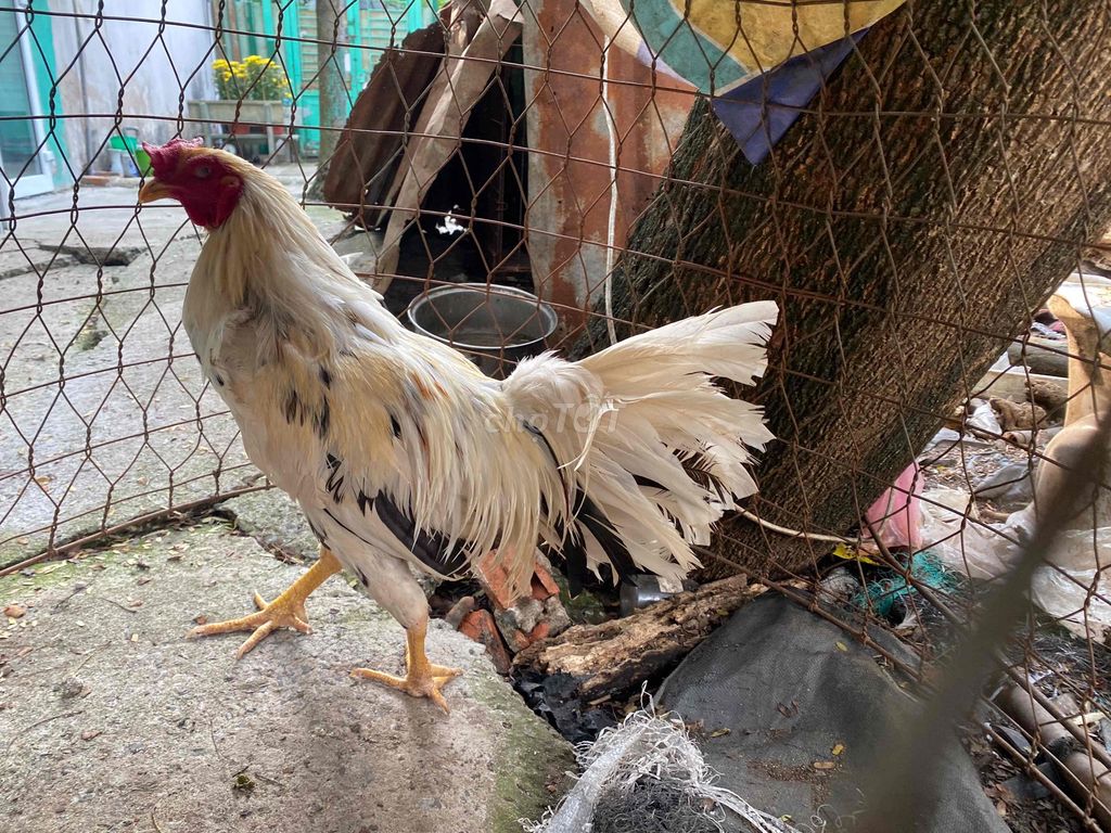 Gà bướm siêu mỹ Trắng Đực. Mua bán Gà tại Huyện Hóc Môn Tp Hồ Chí Minh được đăng bởi lê thanh truc hình 1