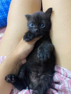 Mèo Mun ALN lai gần 2 tháng