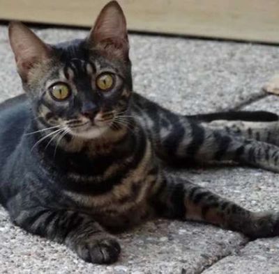 Mèo cái Bengal Marble Charoal  biến thể hiếm