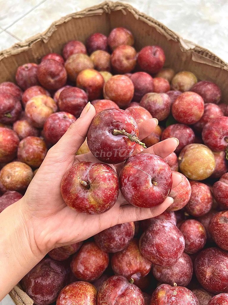 Mận Hà Nội. Mua bán Đồ ăn, thực phẩm và các loại khác tại Quận 4 Tp Hồ Chí Minh được đăng bởi Thoa Truong hình 1