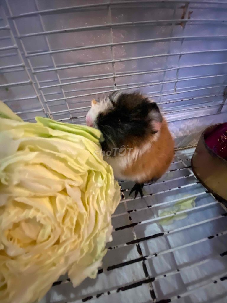 Chuột lang cái 3 tuần tuổi. Mua bán Thú cưng khác tại Quận Đống Đa Hà Nội được đăng bởi Nguyen Tam hình 1