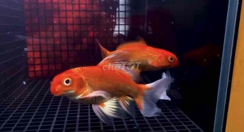 Cá cảnh Cam 10-12cm. Mua bán Thú cưng khác tại Quận 12 Tp Hồ Chí Minh được đăng bởi chép phi tần q12 hình 1