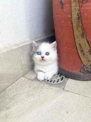 Mèo Anh lông ngắn lùn, mắt 2 màu. Mua bán Mèo tại Quận Bắc Từ Liêm Hà Nội được đăng bởi Nguyễn Lương