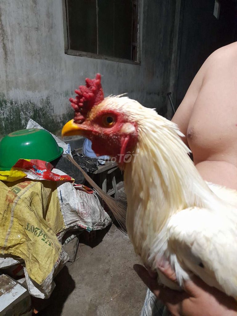 Uá 3.2kg tay tôt thay lông vê tha mái đu lông rôi