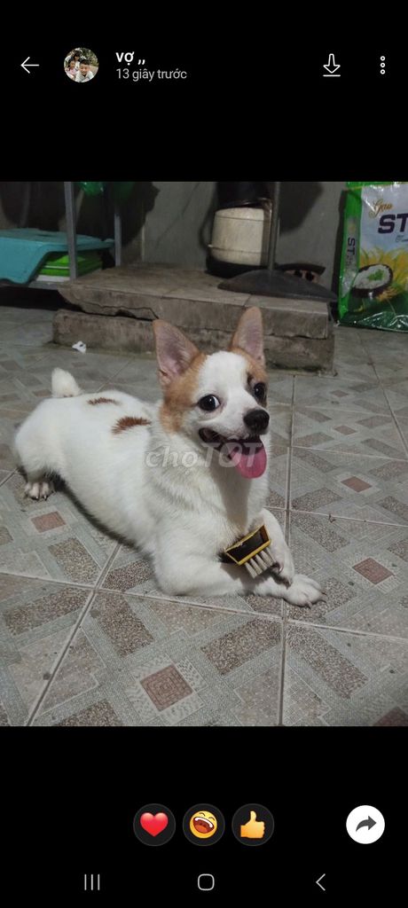 Chó Poodle 5kg Cái đã tiêm phòng. Mua bán Chó tại Quận Bắc Từ Liêm Hà Nội được đăng bởi Tuan giang hình 1