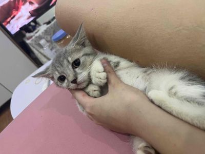 Mèo ALN bố mẹ thuần ALN ảnh ở cuối ạ