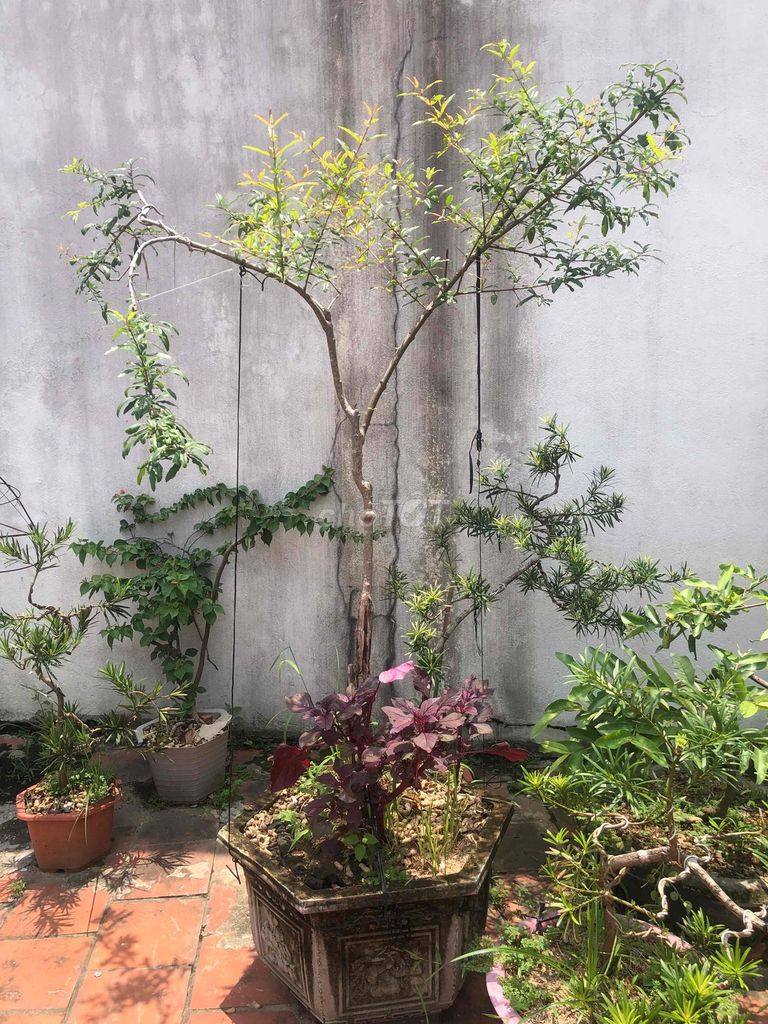 Cây cảnh Lựu thuần chậu ra bói quả. Mua bán Cây cảnh, đồ trang trí tại Huyện Sông Lô Vĩnh Phúc được đăng bởi Lê Quang Tĩnh hình 1