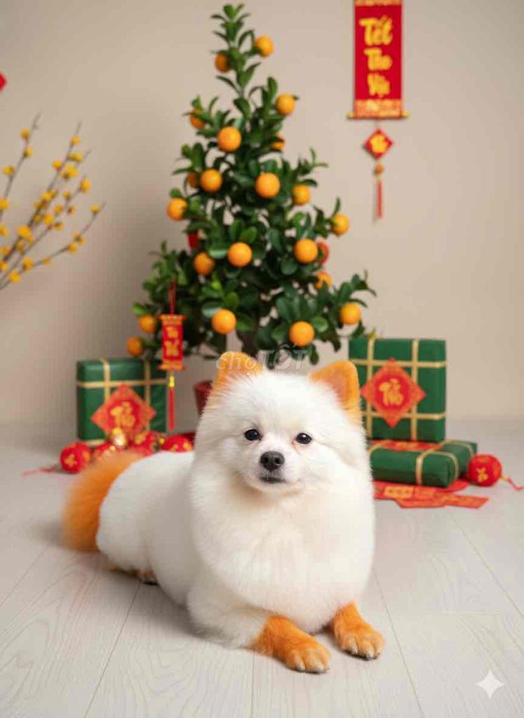 trại giống poodle và pom mini. Mua bán Chó tại Thành phố Buôn Ma Thuột Đắk Lắk được đăng bởi Chaien Pet Shop hình 1