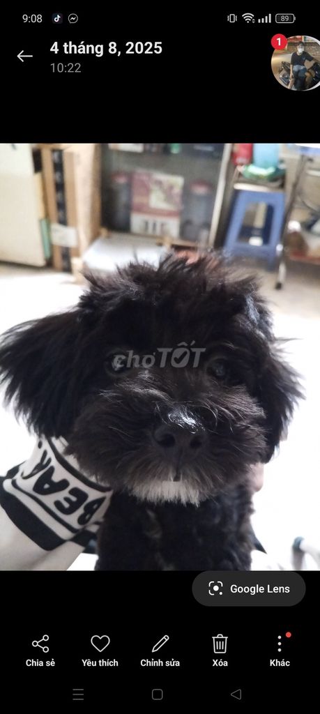 Chó con Đen khỏe mạnh đã tiêm. Mua bán Chó tại Thành phố Thủ Đức Tp Hồ Chí Minh được đăng bởi Anh Bao hình 1