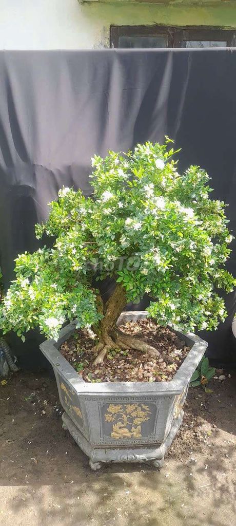 Nguyệt quế Già lâu năm Thuần chậu Xanh trắng. Mua bán Cây cảnh, đồ trang trí tại Huyện Ý Yên Nam Định được đăng bởi Đinh Cúc hình 1