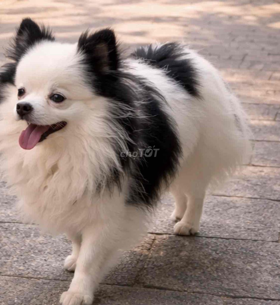 🐶 PHỐC SÓC MINI SẮP SALO – MẶT CƯNG TAN CHẢY 🐶. Mua bán Chó tại Quận Ba Đình Hà Nội được đăng bởi Nguyễn Minh Thành hình 1