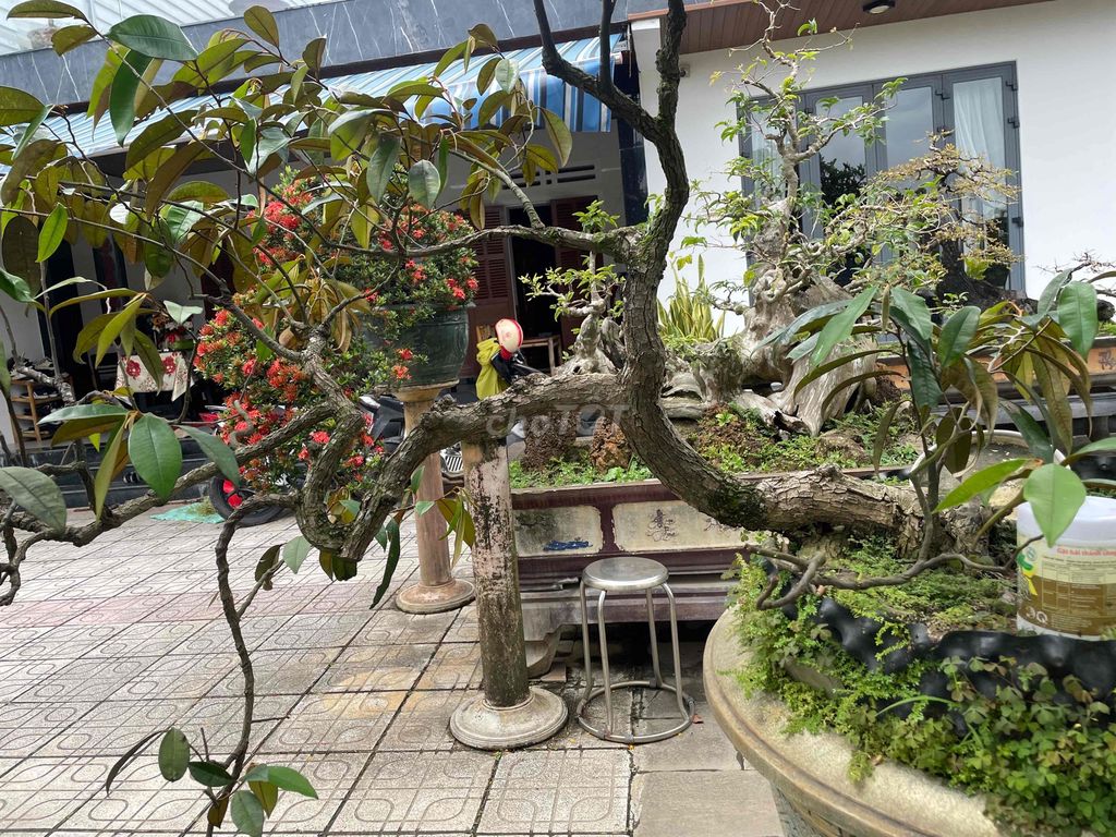 Cây cảnh Bonsai. Mua bán Cây cảnh, đồ trang trí tại Thị xã Điện Bàn Quảng Nam được đăng bởi Hoàng Nhân hình 1