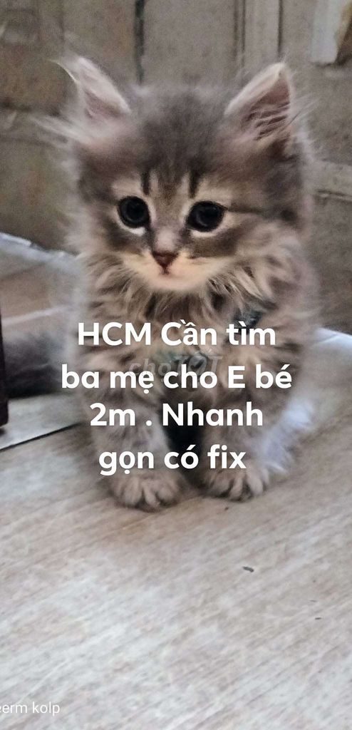 Bé đực 2 tháng cần tìm nhà mới ăn Tết ạ