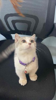 Mèo Munchkin zin, đồ theo full – chỉ cần bế về!. Mua bán Mèo tại Quận 12 Tp Hồ Chí Minh được đăng bởi Huy BiCO