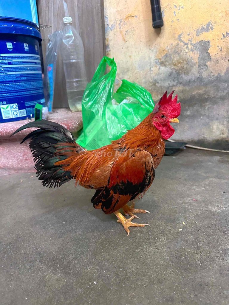 Gà trống nâu đỏ đực khoẻ mạnh. Mua bán Gà tại Huyện Hoài Đức Hà Nội được đăng bởi Nguyễn Tuấn Anh hình 1