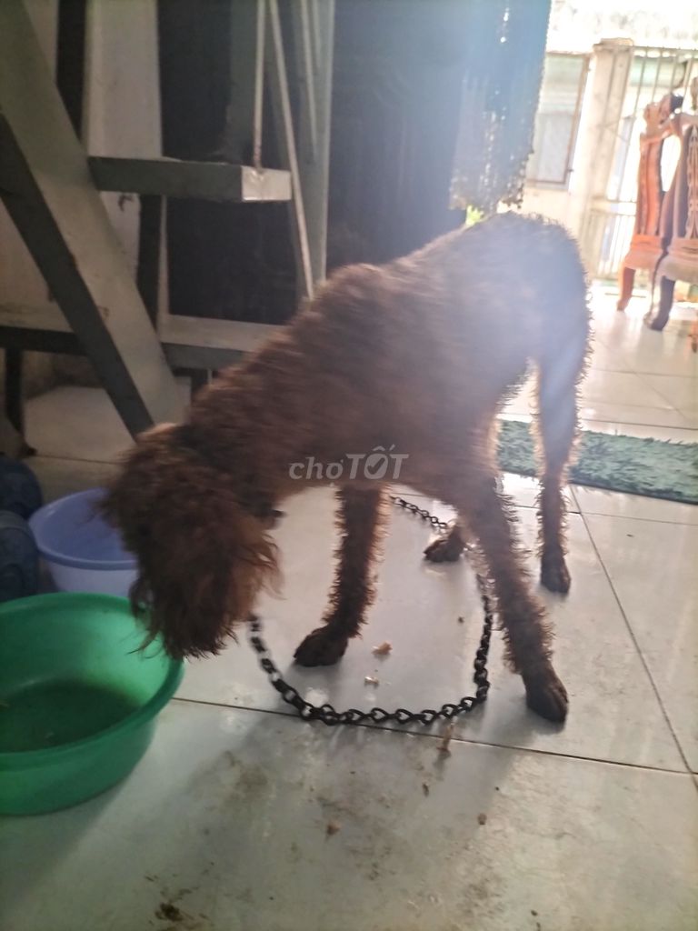 Chó Poodle cái 2 tuổi. Mua bán Chó tại Thị xã Tân Uyên Bình Dương được đăng bởi Thinh hình 1
