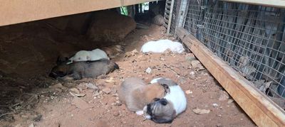 Chó lai phú quốc. Mua bán Chó tại Thành phố Vũng Tàu Bà Rịa - Vũng Tàu được đăng bởi Kiều Xuân Khoa