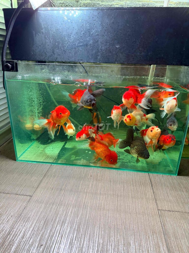 Cá 3 đuôi, ranchu, ord. Mua bán Thú cưng khác tại Thành phố Thủ Dầu Một Bình Dương được đăng bởi Trần Đức Mạnh hình 1