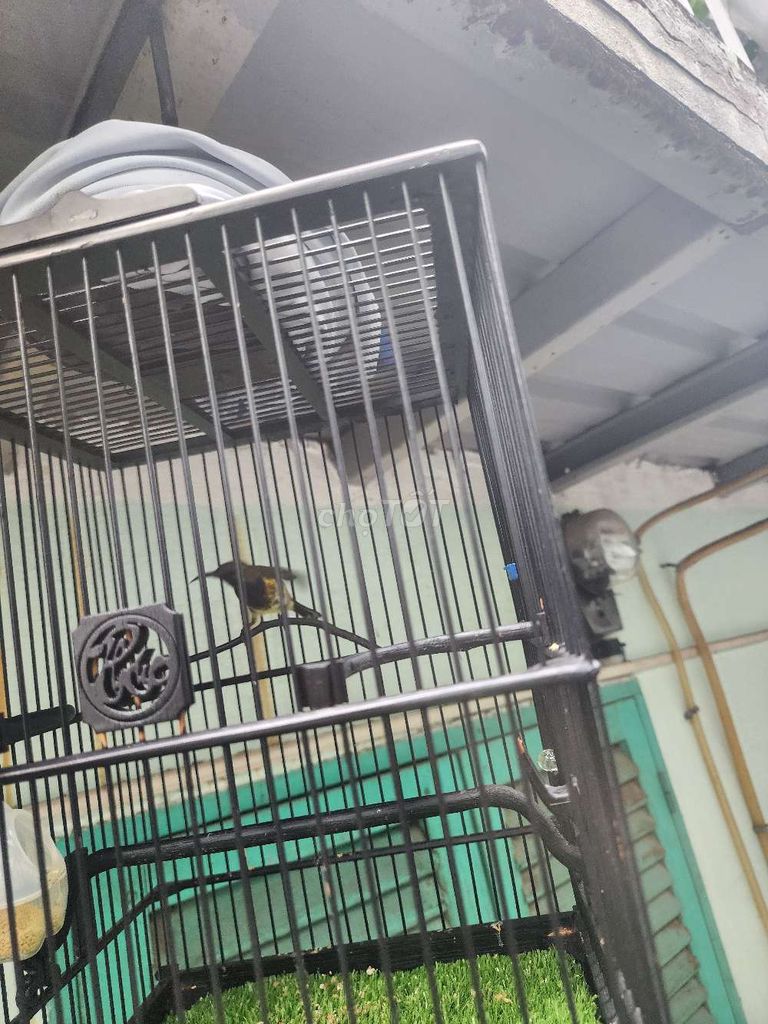 Chim Hút mật Bụng trắng 3 mùa. Mua bán Chim tại Huyện Nhà Bè Tp Hồ Chí Minh được đăng bởi Lão Nông hình 1