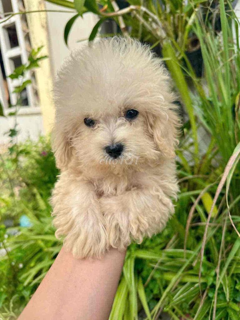 Chó Poodle kem trắng 3 tháng. Mua bán Chó tại Quận Ninh Kiều Cần Thơ được đăng bởi Trại Cún Kiên Phạm hình 1