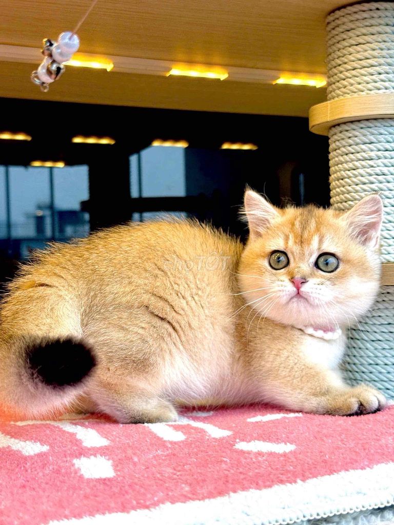 hotel chó mèo. Mua bán Mèo tại Quận Gò Vấp Tp Hồ Chí Minh được đăng bởi hanh bupbe bupbe hình 1