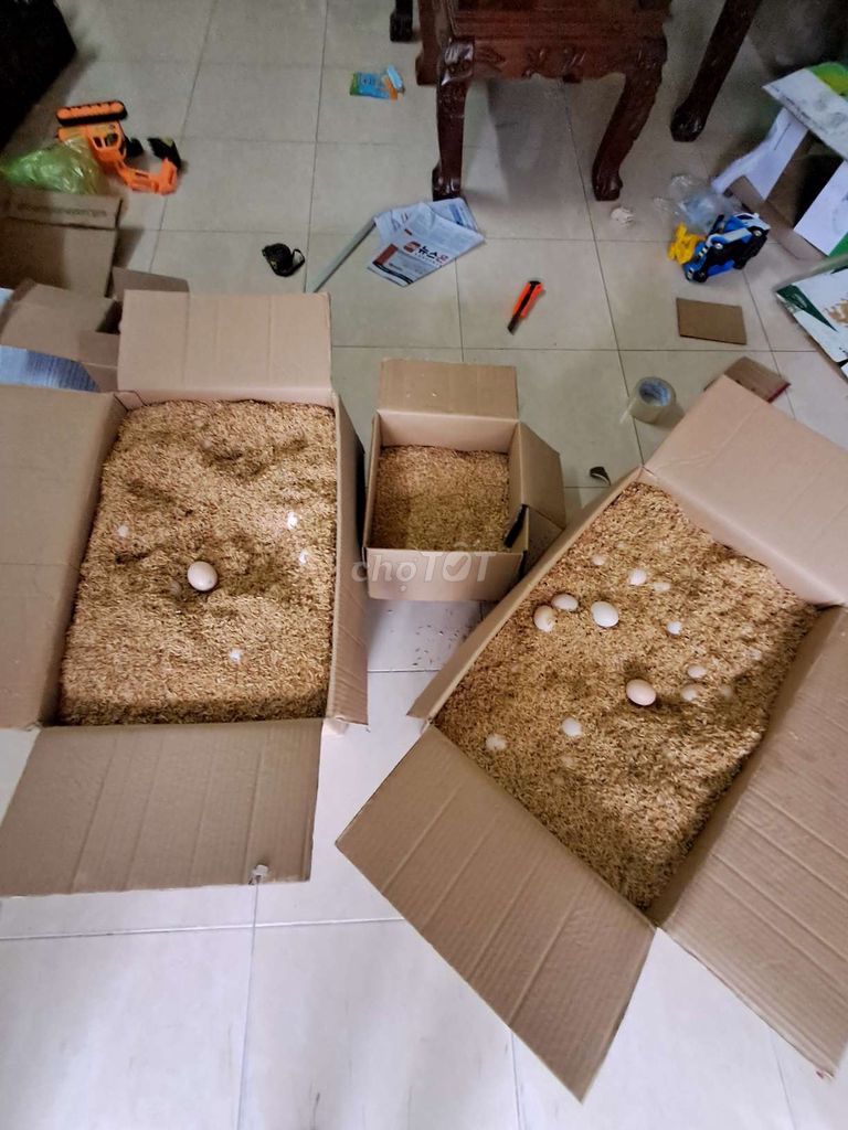 trứng gà ác sạch - mới mỗi ngày. Mua bán Đồ ăn, thực phẩm và các loại khác tại Quận Bình Tân Tp Hồ Chí Minh được đăng bởi MUA RẺ hình 1