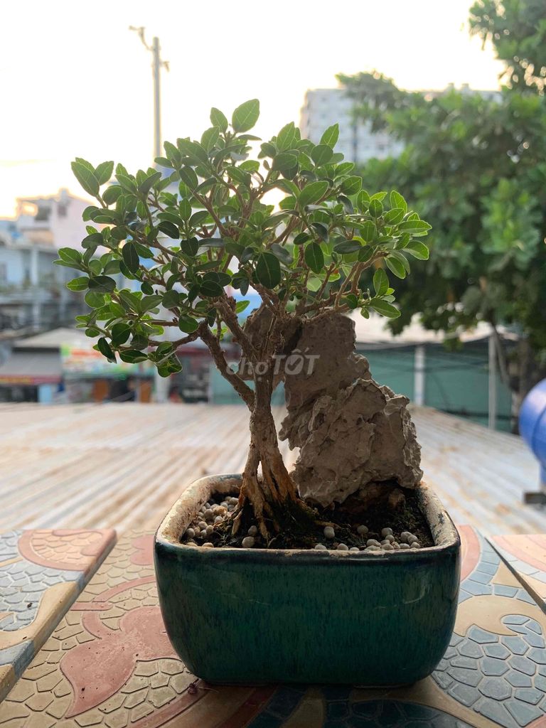 Cây sam hương bonsai mini (01)