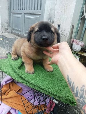 Chó Corgi lai Nhật(siêu mập) chân ngắn