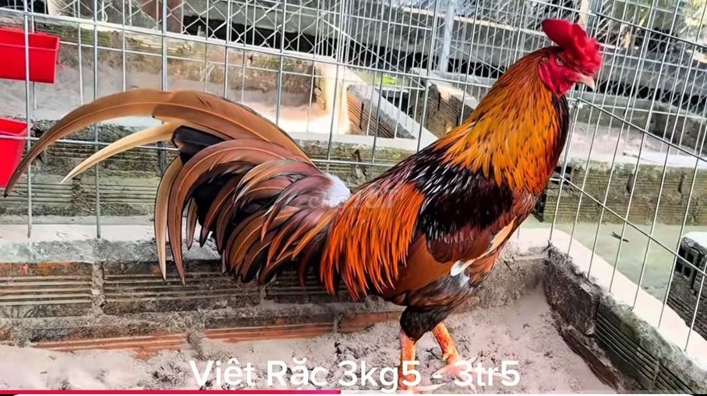 Gà trống Việt Rặc 3.5kg Nâu cam đen. Mua bán Gà tại Huyện Châu Thành Sóc Trăng được đăng bởi Gà Con hình 1