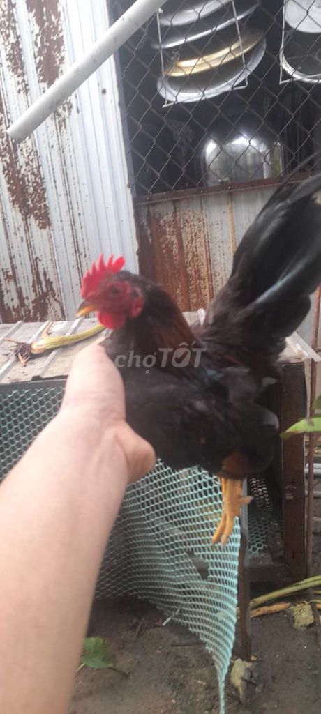 Gà kiểng Serama Trống Đen. Mua bán Gà tại Huyện Tiểu Cần Trà Vinh được đăng bởi Giau Nguyen hình 1