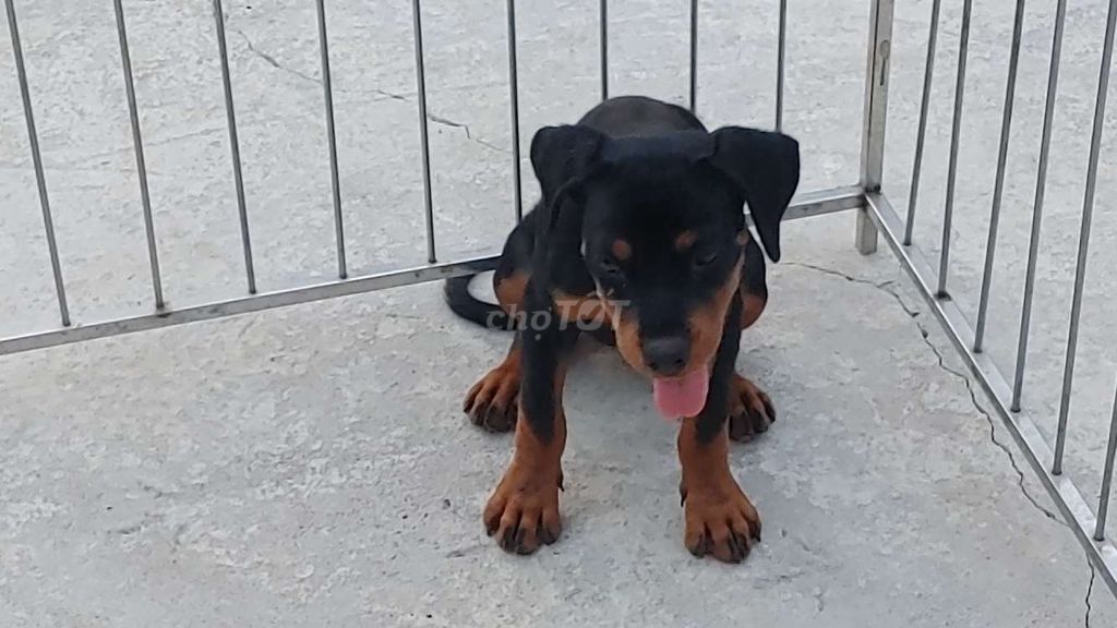 Rottweiler Cái...12