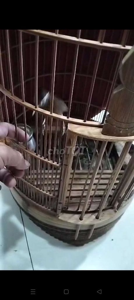 Chim cảnh màu Nâu trắng. Mua bán Chim tại Quận Tân Bình Tp Hồ Chí Minh được đăng bởi Ninh hình 1