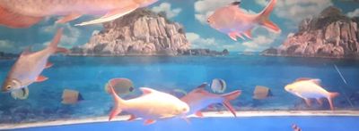 5 con cá kim sơn  ai có cá gì giao lưư