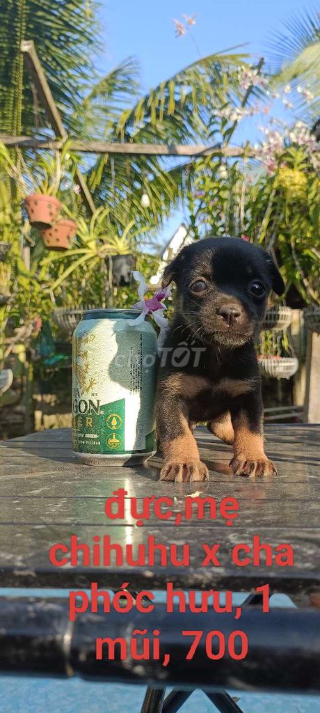 Chó Chihuahua lai Phốc đực đen vàng đã tiêm. Mua bán Chó tại Huyện Mang Thít Vĩnh Long được đăng bởi a xây hình 1