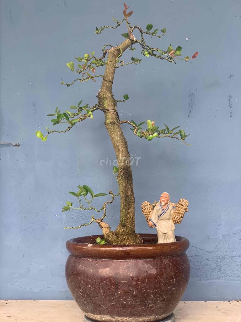 Bonsai SiRô