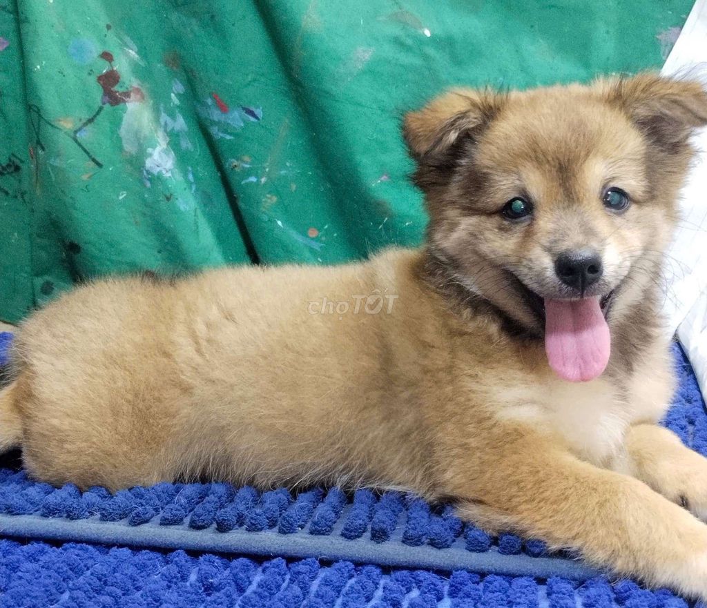 Chó Golden vàng thân thiện mập ú xù . Mua bán Chó tại Quận Bình Tân Tp Hồ Chí Minh được đăng bởi Nguyễn Hằng hình 1